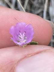 Eremalche parryi kernensis