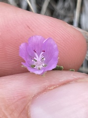 Eremalche parryi kernensis