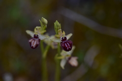 Ophrys sphegodes atrata