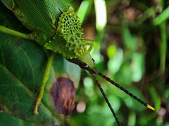 Taphronota calliparea
