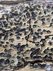Lopadostomataceae