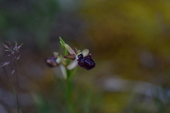 Ophrys sphegodes atrata
