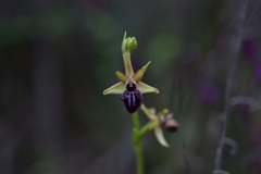 Ophrys sphegodes atrata