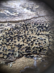 Lopadostomataceae