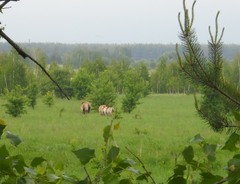 Equus ferus przewalskii