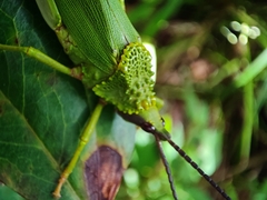 Taphronota calliparea