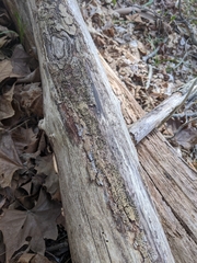 Lopadostomataceae