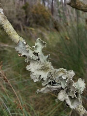 Parmotrema hypoleucinum