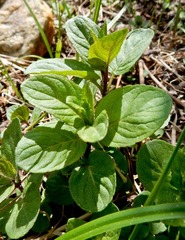 Mentha × piperita