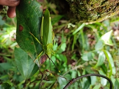 Taphronota calliparea