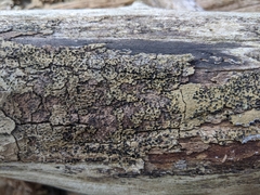 Lopadostomataceae