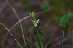 Ophrys sphegodes atrata
