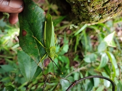 Taphronota calliparea