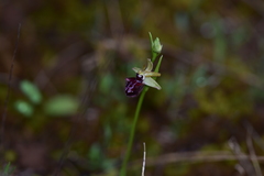 Ophrys sphegodes atrata