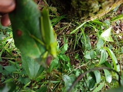 Taphronota calliparea