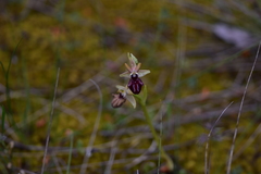 Ophrys sphegodes atrata