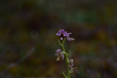 Ophrys bertolonii flavicans