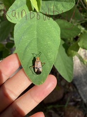 Dysdercus nigrofasciatus