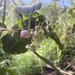 Blakea quadriflora - Photo (c) asverclova, algunos derechos reservados (CC BY-NC)