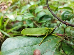 Taphronota calliparea