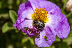 Blitopertha lineolata