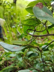 Taphronota calliparea