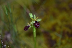 Ophrys sphegodes atrata