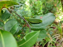 Taphronota calliparea