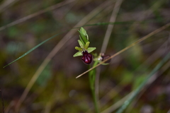 Ophrys sphegodes atrata