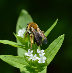 Andrena pruni
