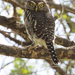Eastern Pearl-spotted Owlet - Photo (c) Nik Borrow, some rights reserved (CC BY-NC), uploaded by Nik Borrow