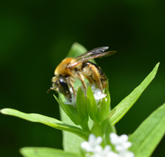 Andrena pruni