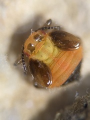 Pachypsylla celtidisgemma