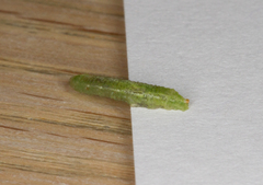 Platycheirus scutatus