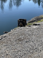 Marmota