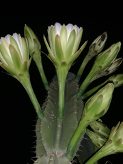 Cereus jamacaru