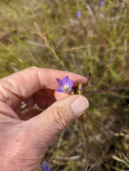 Brodiaea orcuttii