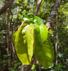 Coccoloba diversifolia