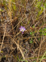 Brodiaea orcuttii