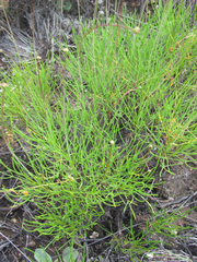 Thelesperma longipes