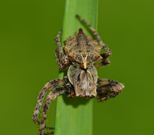 Starbellied Orbweaver