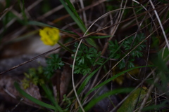 Ranunculus millefoliatus