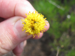 Thelesperma longipes