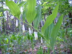 Polygonatum odoratum odoratum