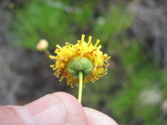 Thelesperma longipes