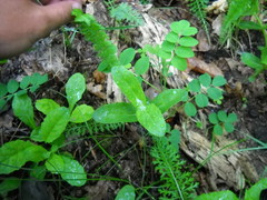 Hylotelephium maximum maximum