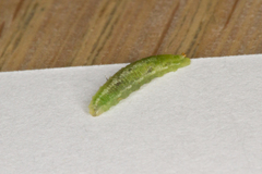 Platycheirus scutatus