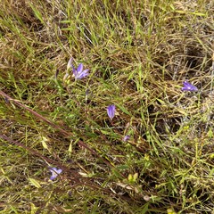 Brodiaea orcuttii