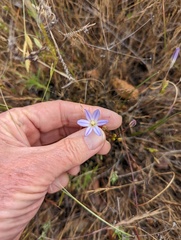 Brodiaea orcuttii
