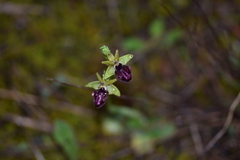 Ophrys sphegodes atrata
